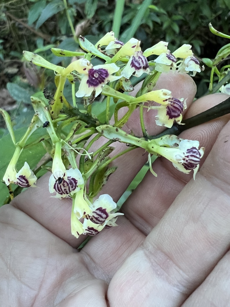 Epidendrum piliferum