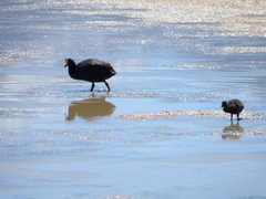 Fulica gigantea