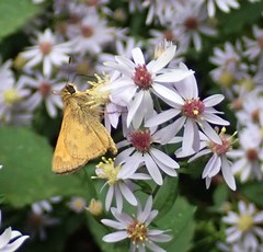 Atalopedes campestris