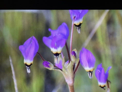 iNaturalist observation photo of Shooting Stars