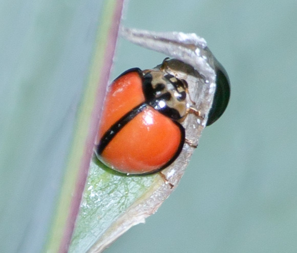 Micraspis