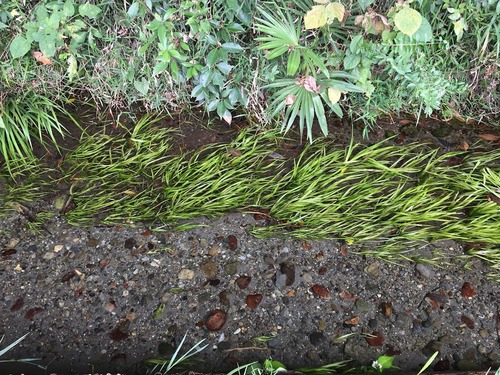 Sparganium japonicum iNat (1)