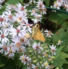 Atalopedes campestris