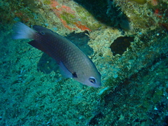 Fiji Damselfish photo 2