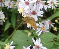 Atalopedes campestris