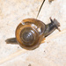 Horntail Snail - Photo (c) 周瑜, some rights reserved (CC BY-NC), uploaded by 周瑜