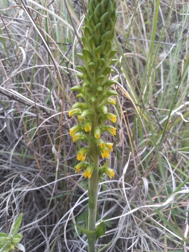 Odontorrhynchus alticola, photograph 4