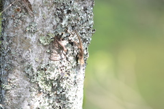 Anolis laeviventris