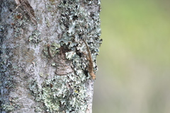 Anolis laeviventris