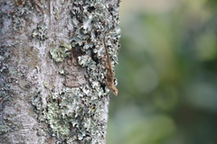 Anolis laeviventris