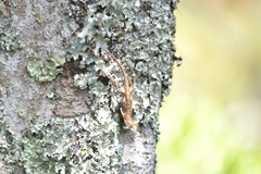 Anolis laeviventris