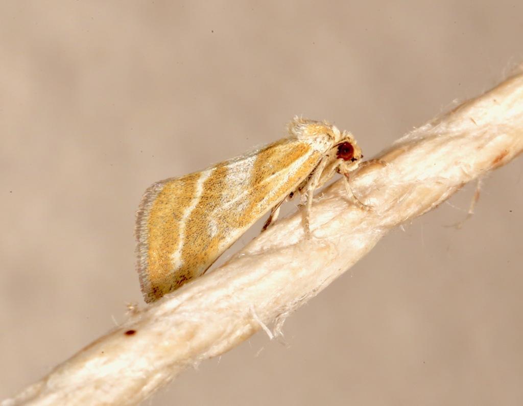 Lineostriastiria hutsoni