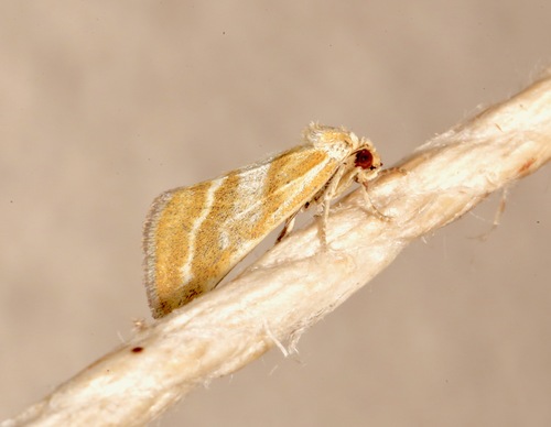 Lineostriastiria hutsoni