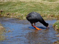 Fulica gigantea