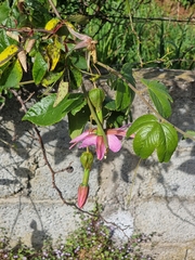 Passiflora tarminiana image