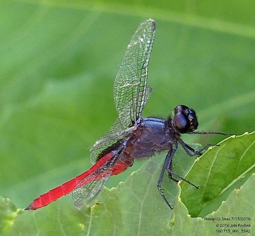 Mexican Scarlet-tail photo 3