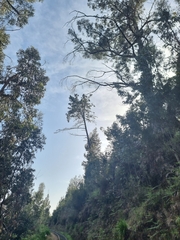 Pinus pinaster image