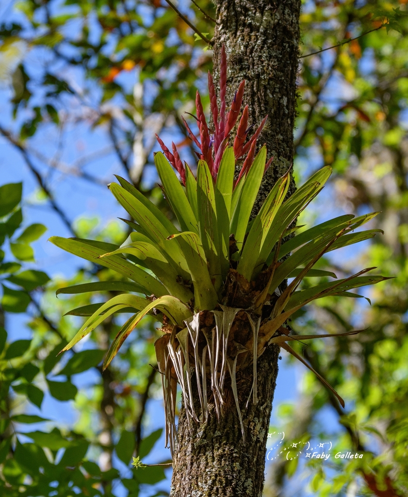 Tillandsia deppeana: Complete Bromeliad Growing Guide for Enthusiasts ...