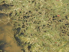 Hydrocharitaceae