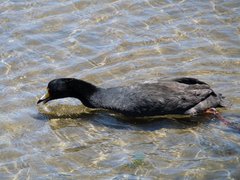 Fulica gigantea