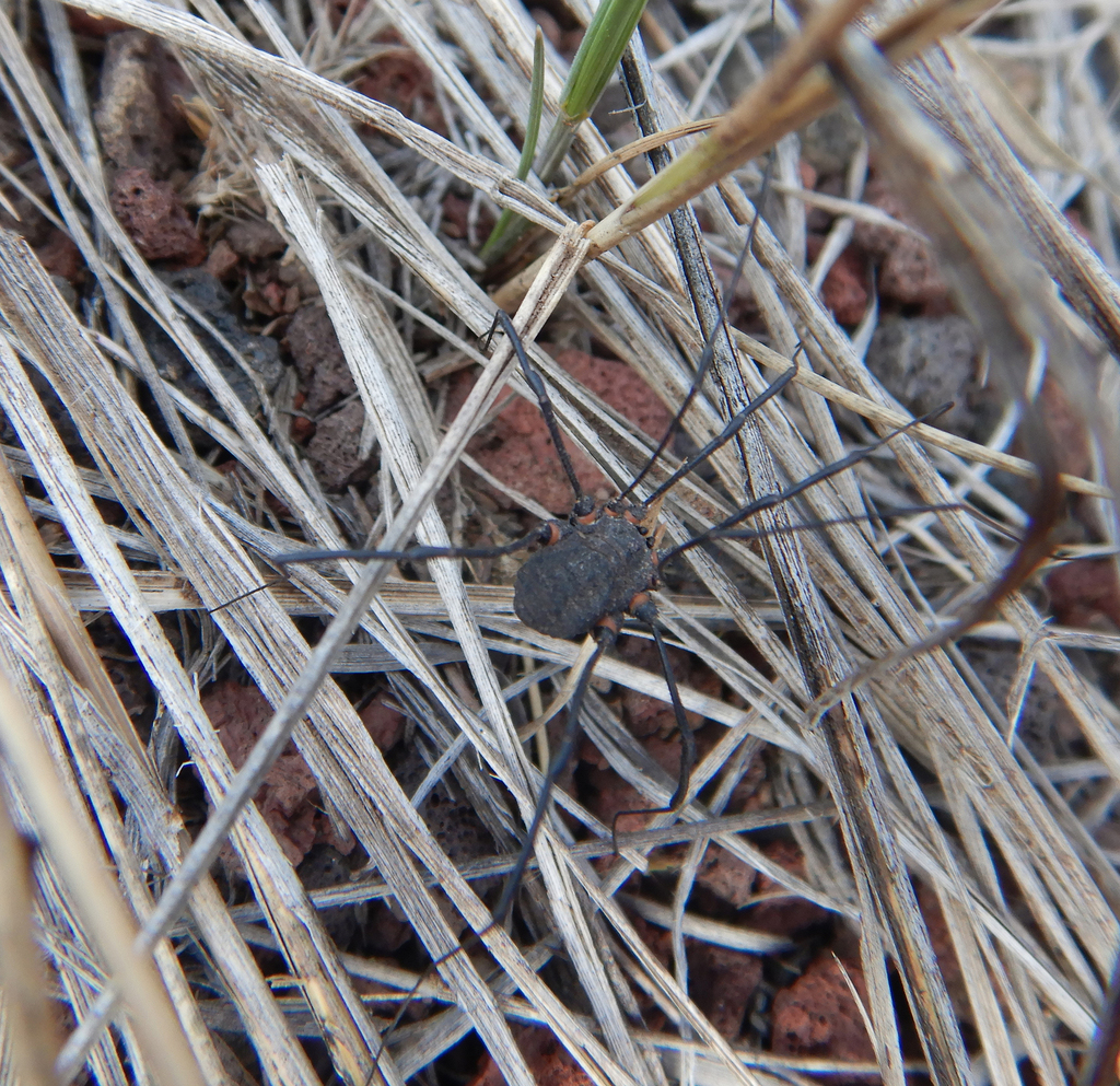 Trachyrhinus favosus