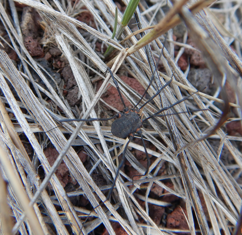 Trachyrhinus favosus