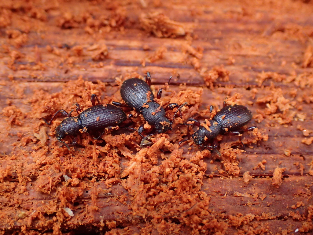 Misolampidius rugipennis