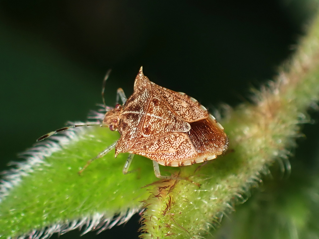 Lattinidea geographica