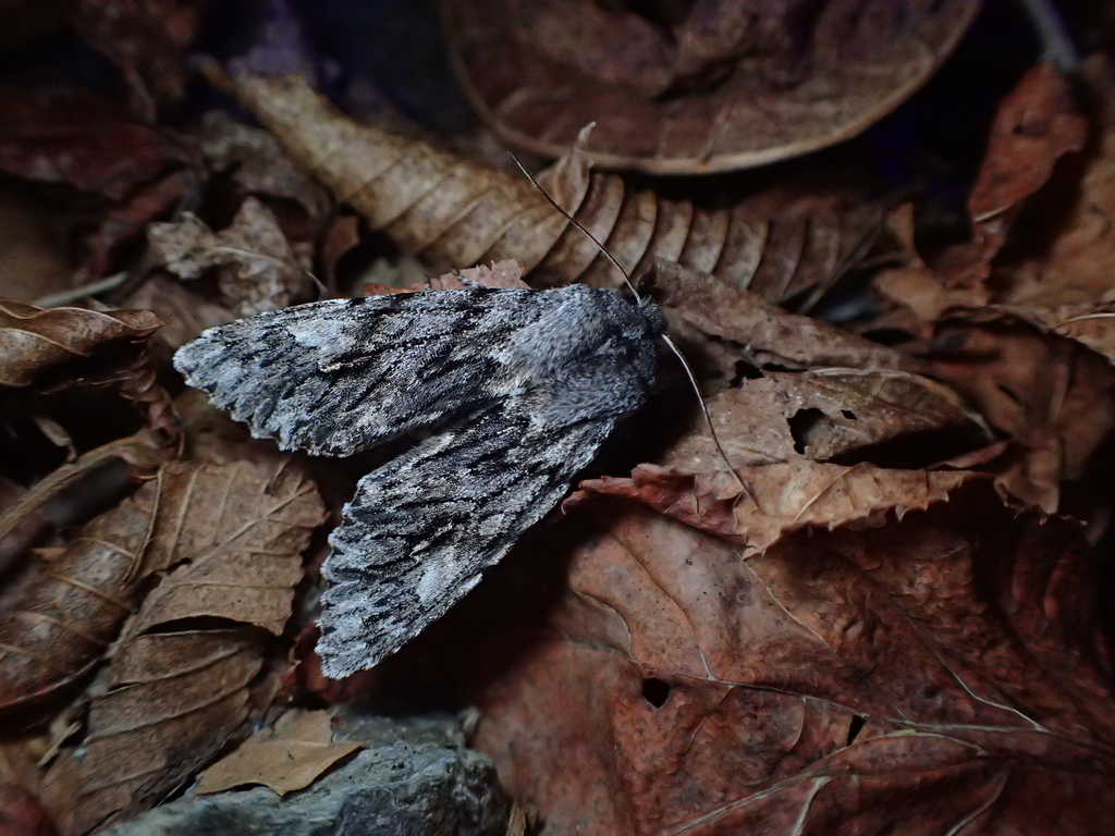 エゾモクメキリガ