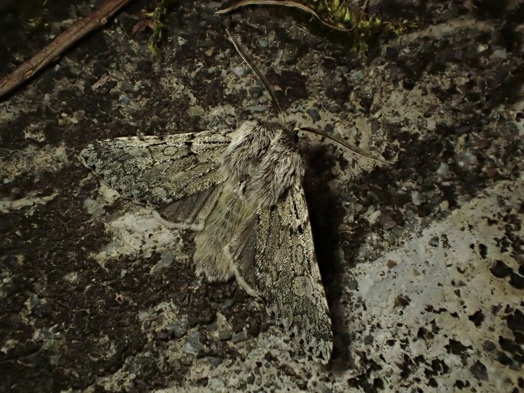 タニガワモクメキリガ