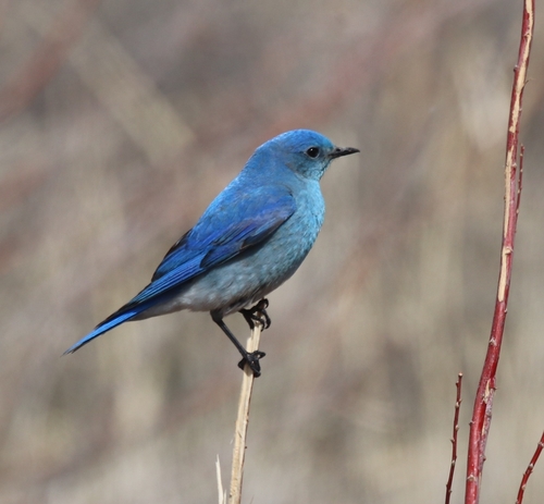 Mountain Bluebird (Sialia currucoides), photo 10