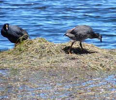 Fulica gigantea