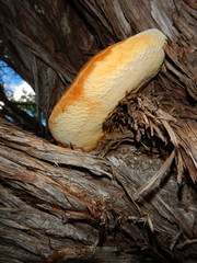 Pyrofomes juniperinus