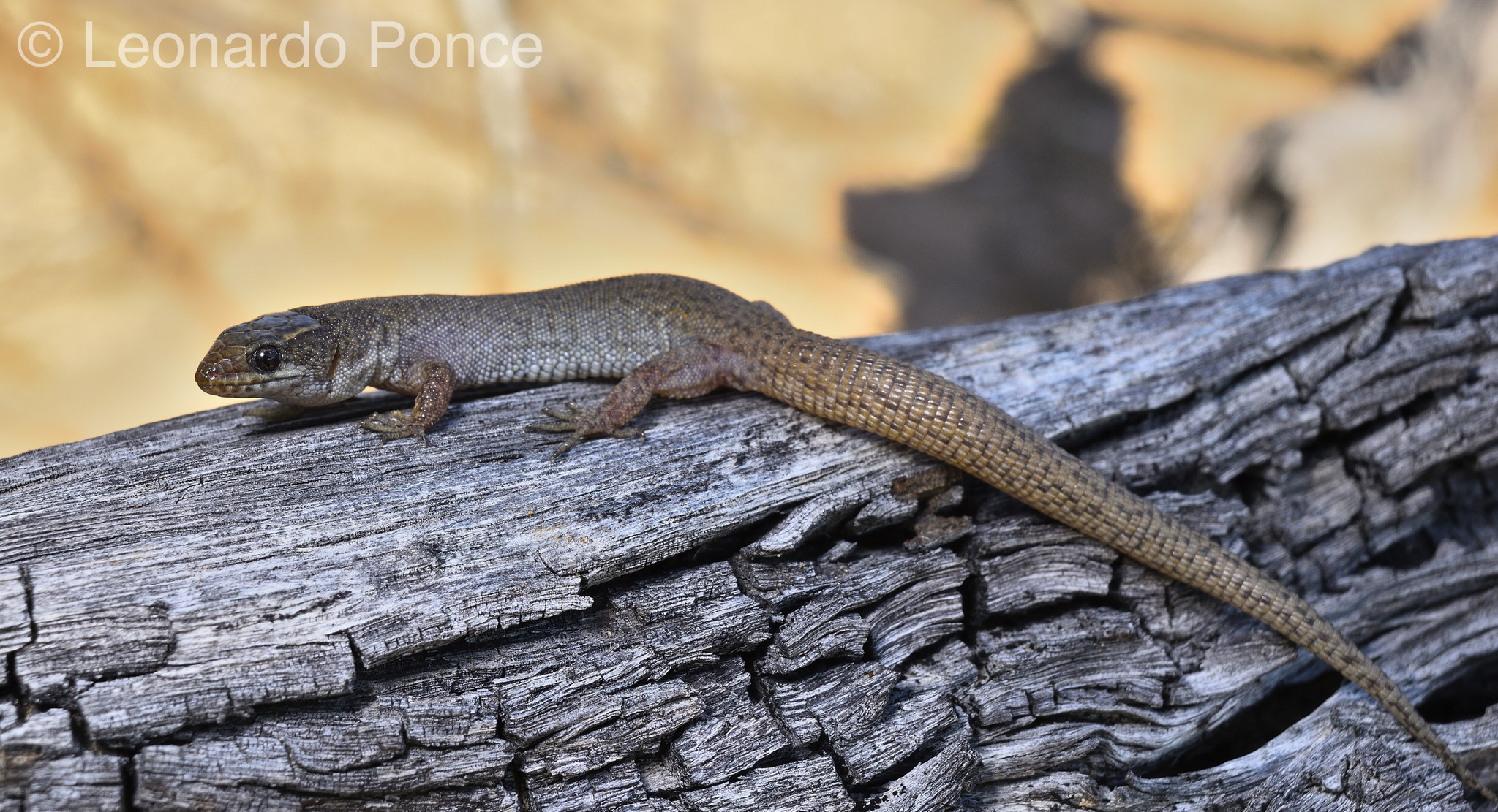 Cole's Night Lizard photo 2
