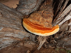 Pyrofomes juniperinus
