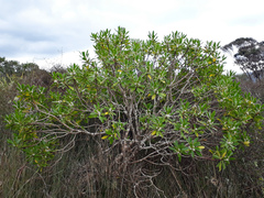 Myoporum aff insulare × laetum