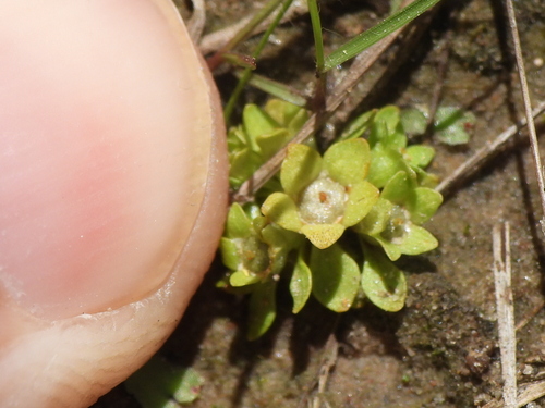 Image of Lepuropetalon spathulatum by (c) Sam Kieschnick, some rights reserved (CC BY)