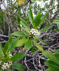 Myoporum aff insulare × laetum