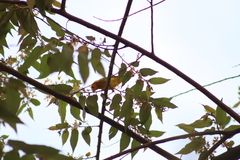 Setophaga petechia image