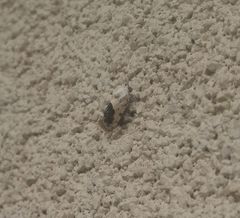 Ponometia erastrioides