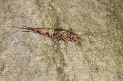 Pedetontus saltator