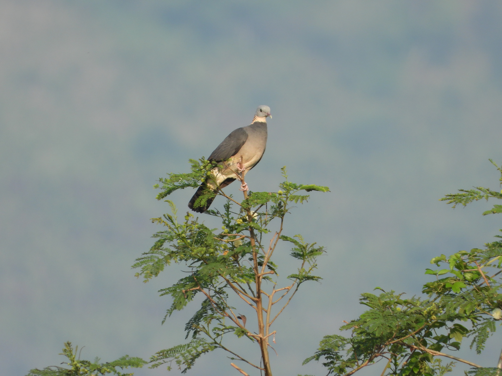 Ashy Wood Pigeon