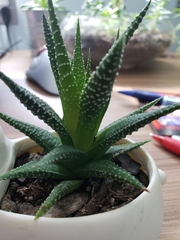 Haworthiopsis fasciata