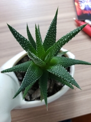 Haworthiopsis fasciata