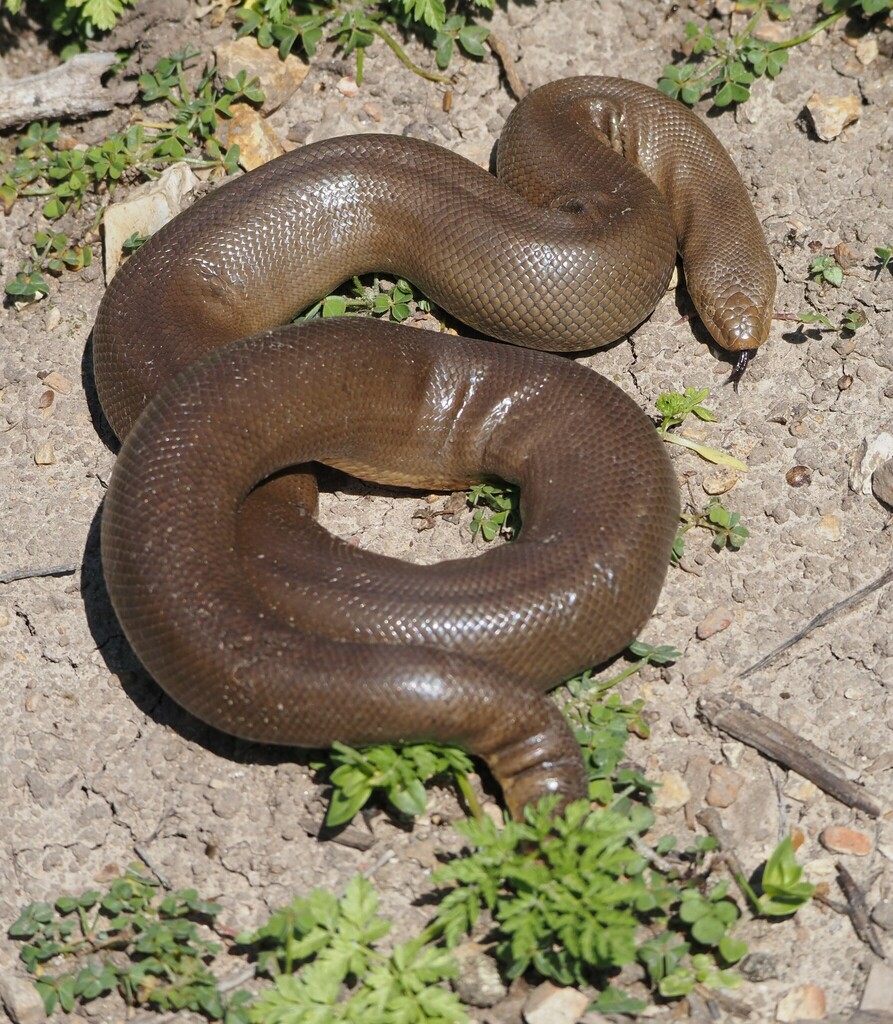 Northern Rubber Boa in March 2023 by James Maughn · iNaturalist