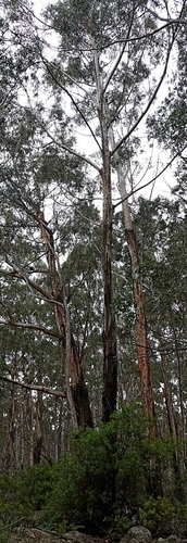 White Ash (Eucalyptus fraxinoides)