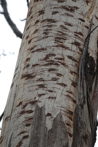 Image of Eucalyptus fraxinoides by (c) Max Campbell, some rights reserved (CC BY)