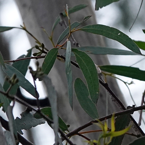 Image of Eucalyptus fraxinoides by (c) Max Campbell, some rights reserved (CC BY)
