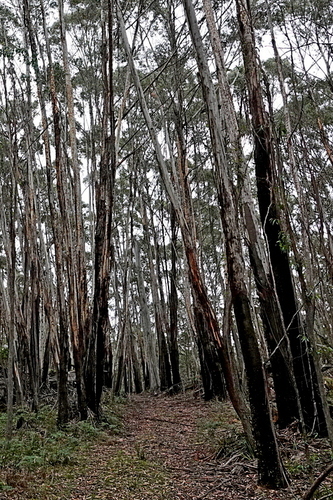 Image of Eucalyptus fraxinoides by (c) Max Campbell, some rights reserved (CC BY)