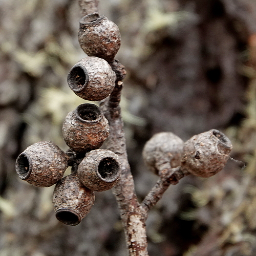 Image of White Ash (Eucalyptus fraxinoides) by (c) Max Campbell, some rights reserved (CC BY)